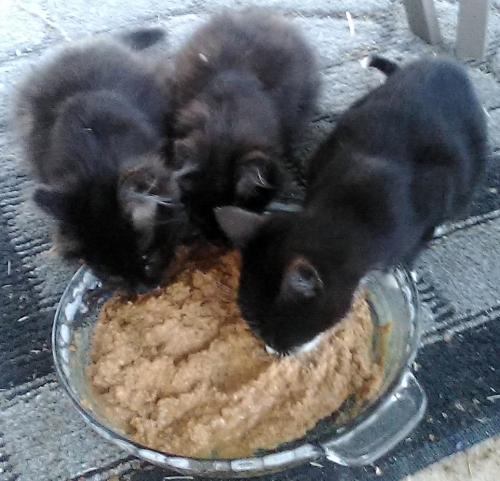 Ta-da! Kittens!